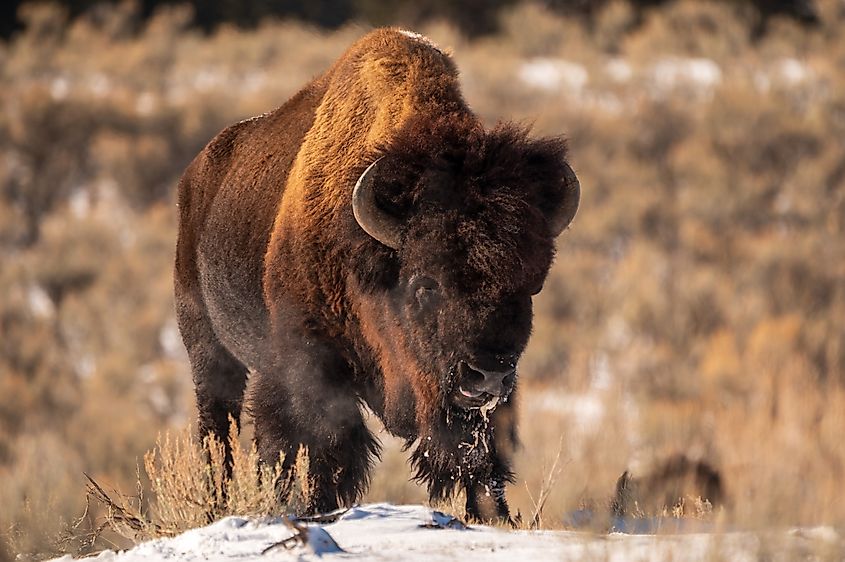 An American bison (Bison bison)