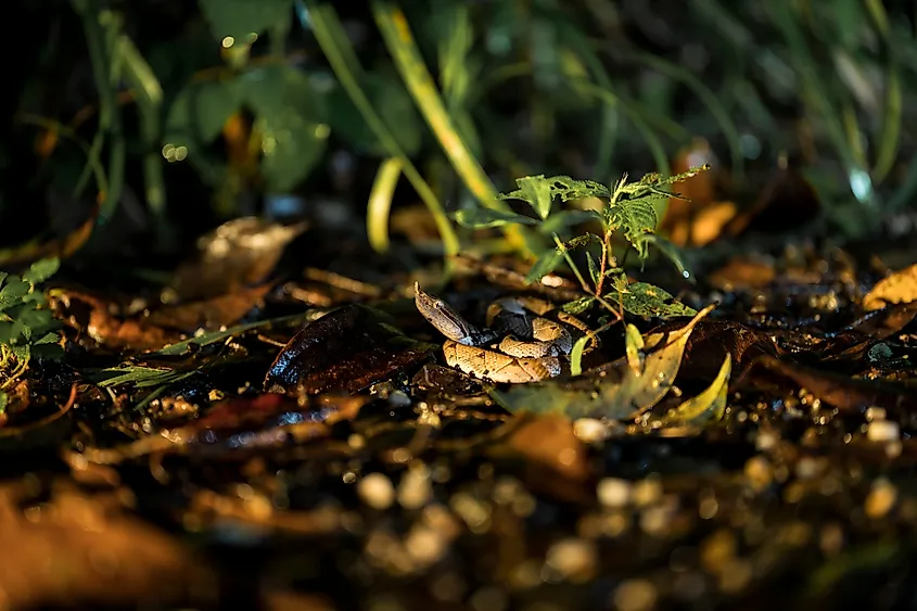 A sharp-nosed viper (Deinagkistrodon acutus)