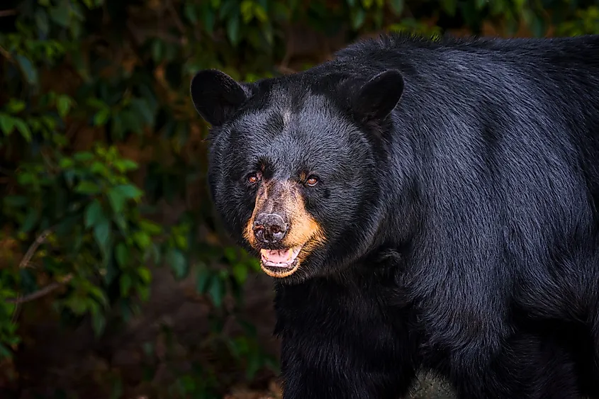 A Florida black bear (Ursus americanus floridanus)