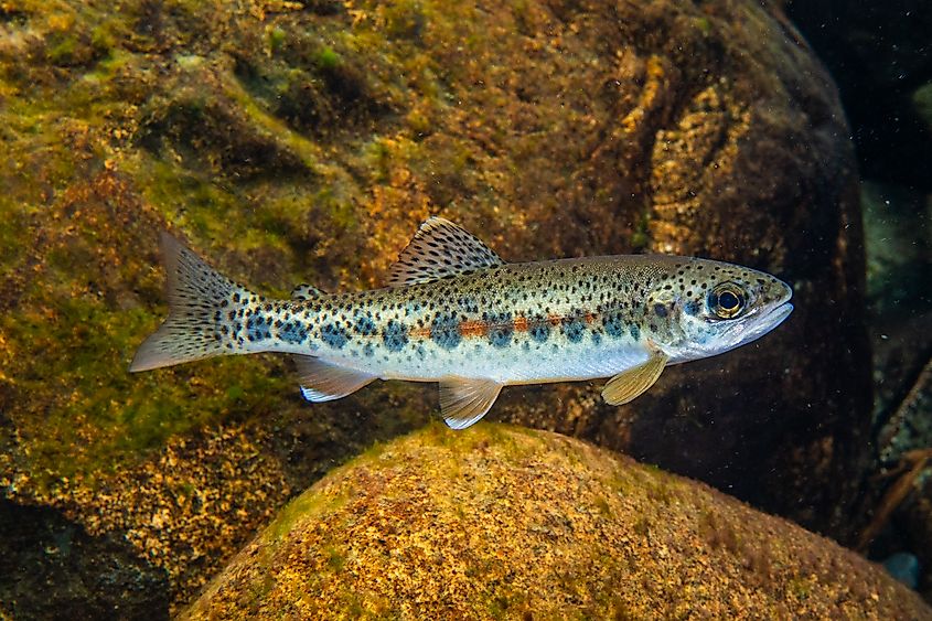 A cutthroat trout (Oncorhynchus clarkii)