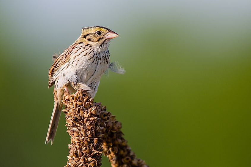 A Henslow's sparrow (Centronyx henslowii)
