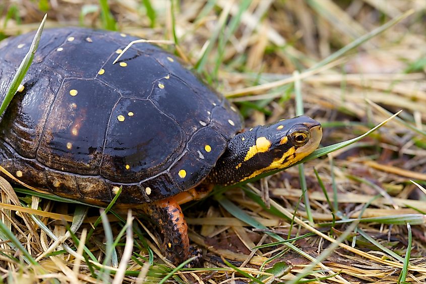 A spotted turtle (Clemmys guttata)