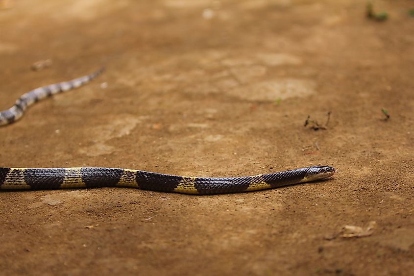 A Malayan blue krait (Bungarus candidus) 