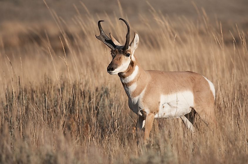 A pronghorn (Antilocapra americana)