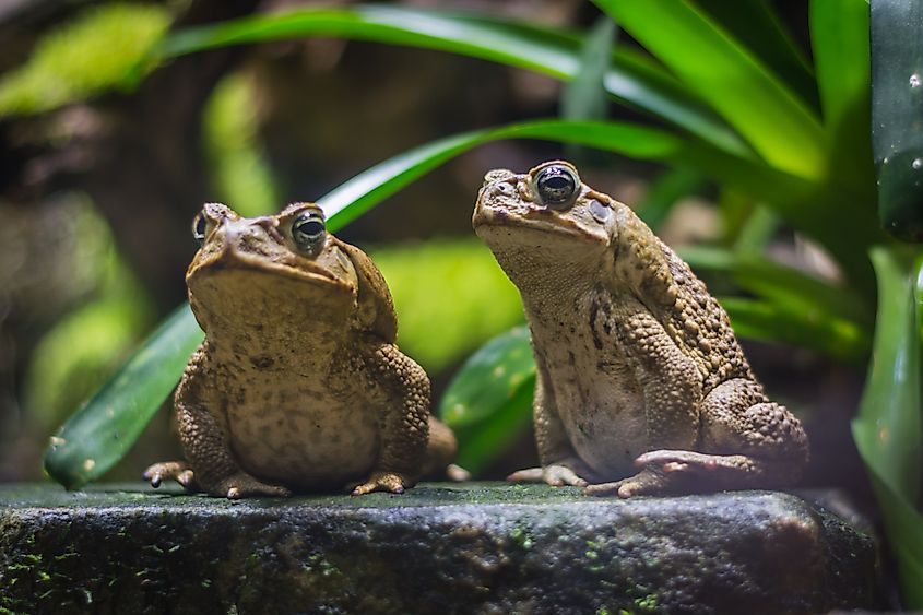 A pair of cane toads