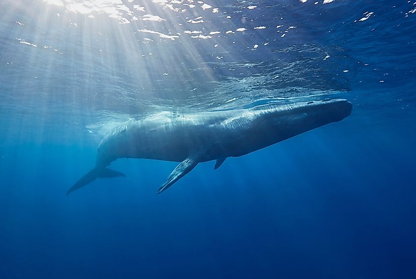 A blue whale (Balaenoptera musculus)