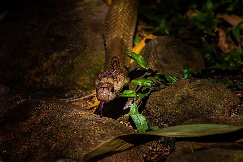 An Indian cobra (Naja naja)