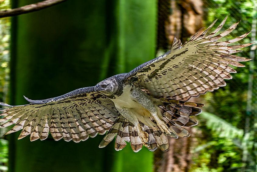 A harpy eagle (Harpia harpyja)