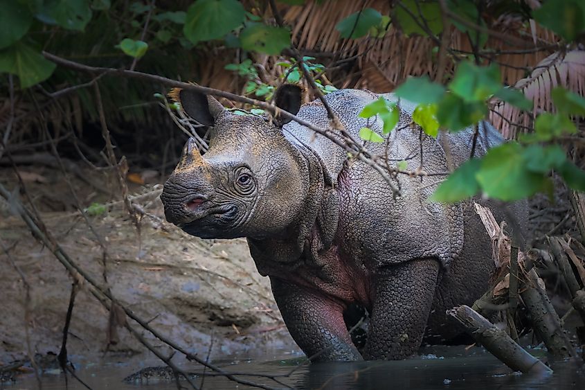 A Javan rhino (Rhinoceros sondaicus)