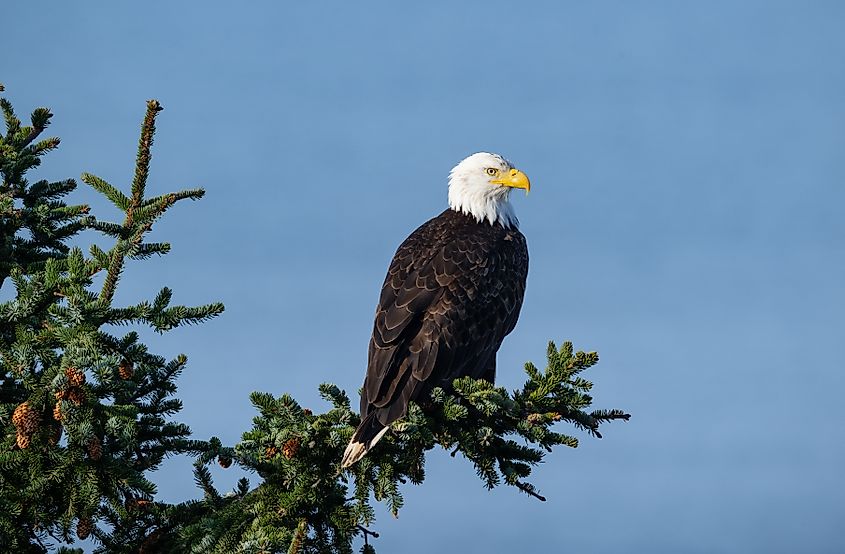 A bald eagle (Haliaeetus leucocephalus)
