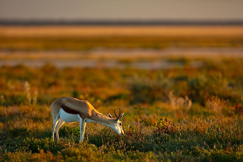 A springbok (Antidorcas marsupialis)