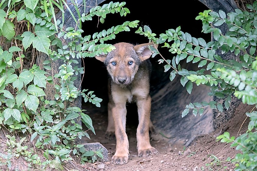 A six-week-old red wolf pup at the entrance of its den