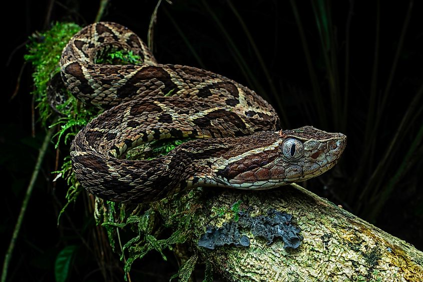 A juvenile jararacussu (Bothrops jararacussu)