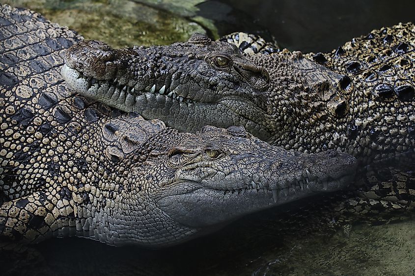 A couple of saltwater crocodiles