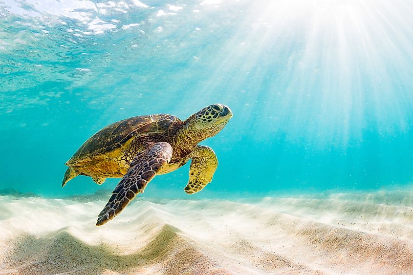 A green sea turtle (Chelonia mydas)