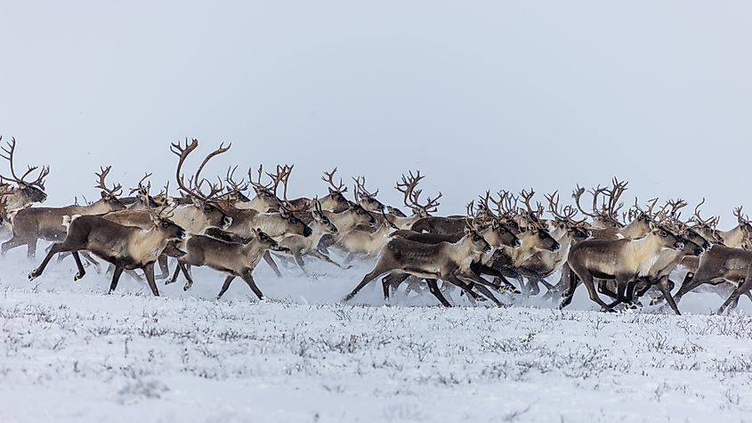 Caribou herd running in the snow