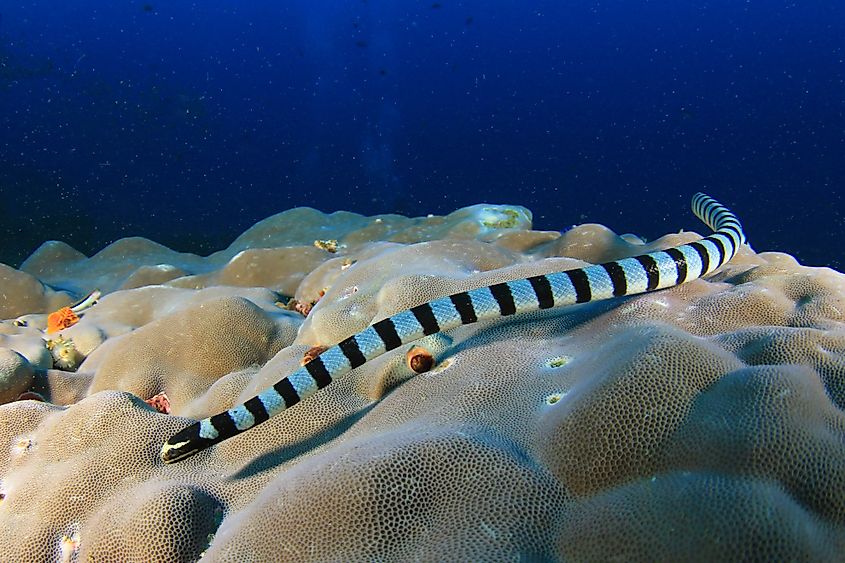 A banded sea krait (Laticauda colubrina)