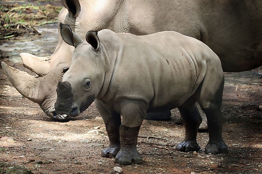 A Javan rhino with its calf