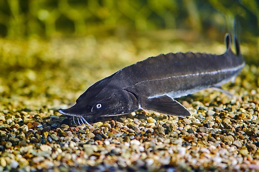 A lake sturgeon