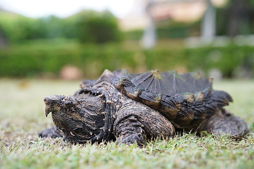 An alligator snapping turtle (Macrochelys temminckii)