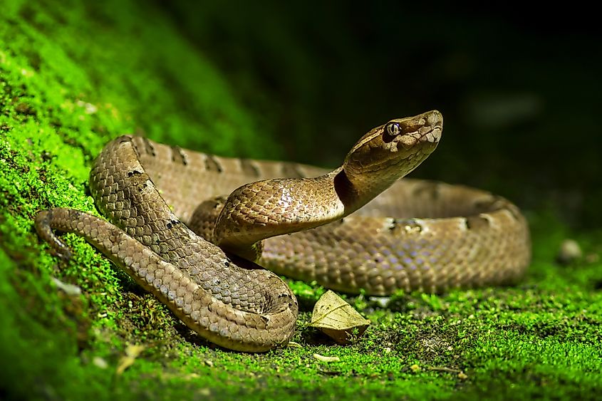 A Malayan pit viper (Calloselasma rhodostoma)