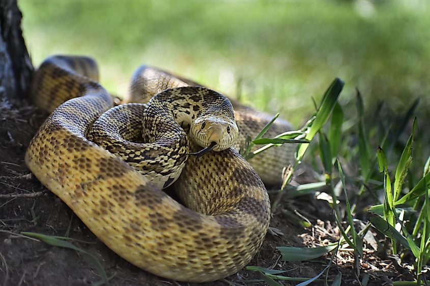 A bull snake (Pituophis catenifer sayi)