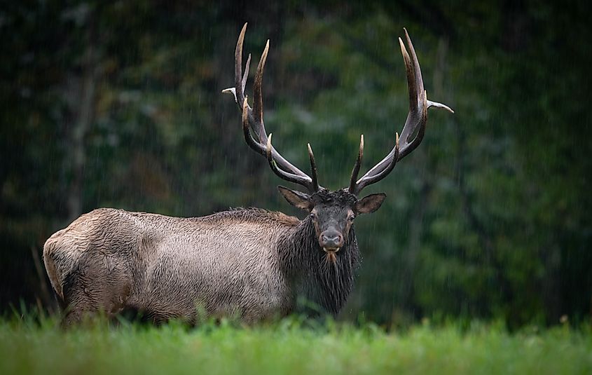 An elk (Cervus canadensis)