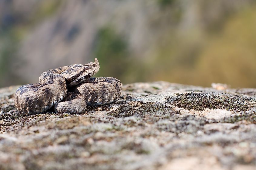 A nose-horned viper (Vipera ammodytes)