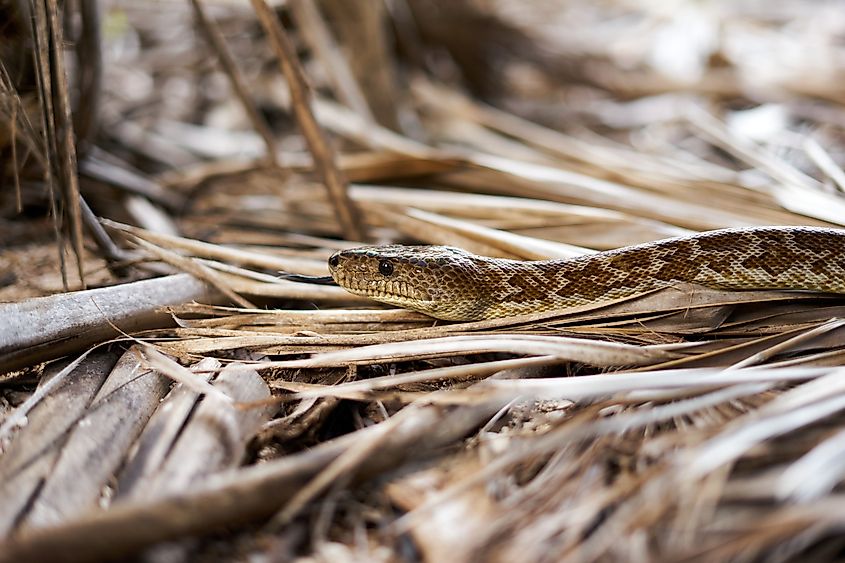 A Cuban boa (Chilabothrus angulifer)
