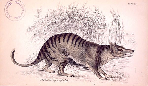 An illustration of a Tasmanian tiger.