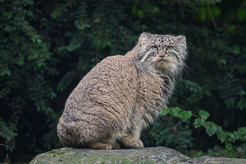 A Pallas's cat (Otocolobus manul)