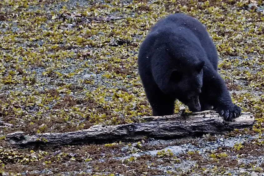 Haida Gwaii Black Bear foraging on the shoreline in Hidden Cove, northern Vancouver Island.