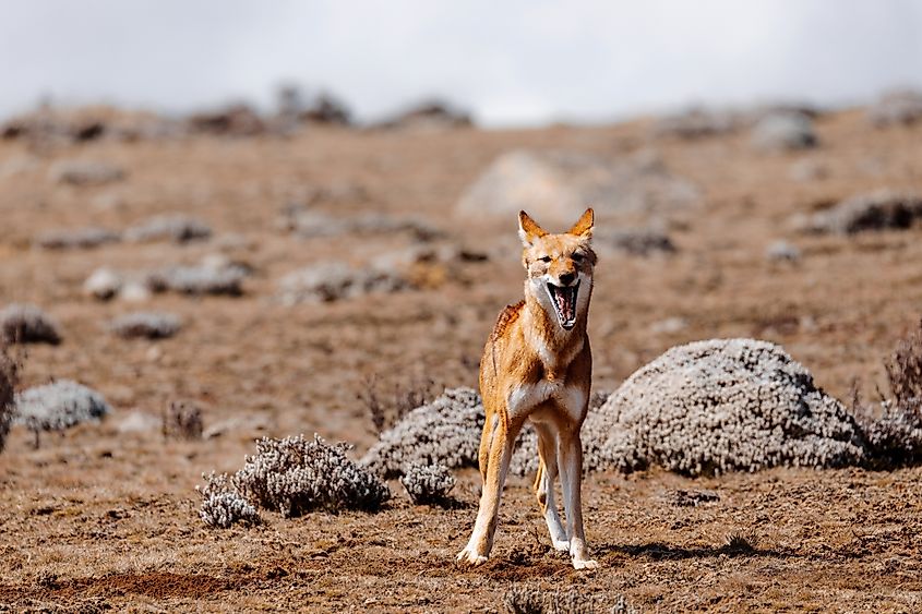 An Ethiopian wolf (Canis simensis)