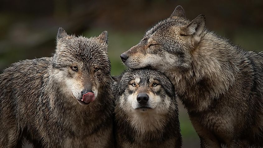 A pack of gray wolves in forest
