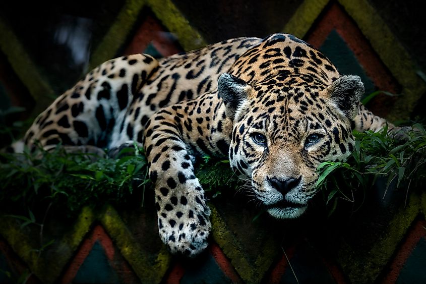 A jaguar (Panthera onca)