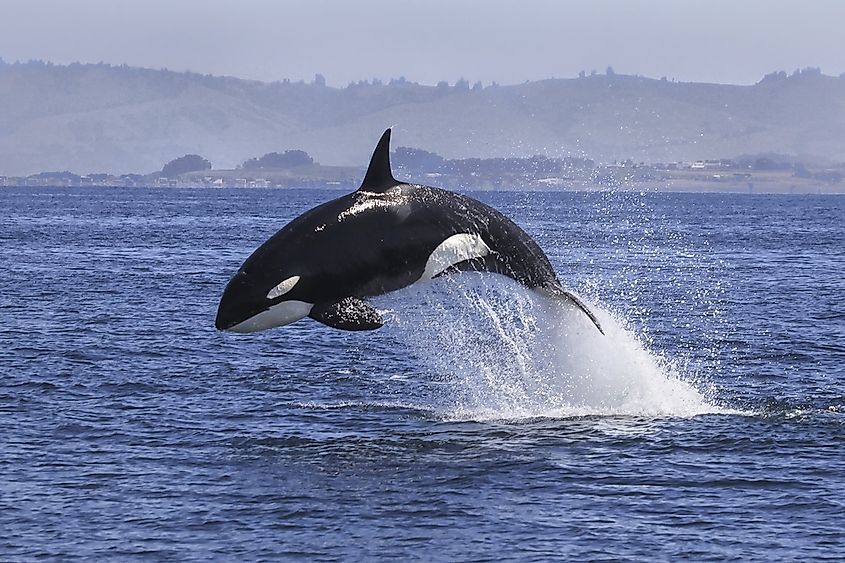 A killer whale surfacing.