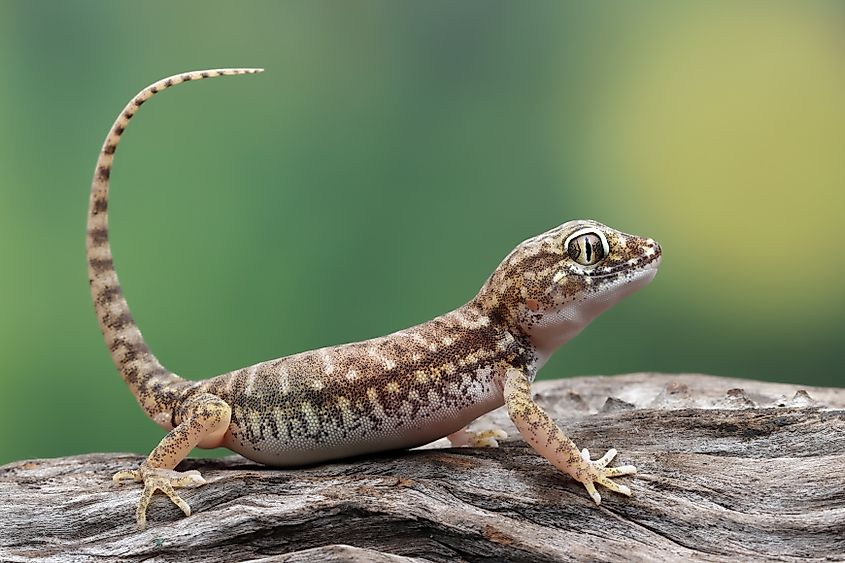 Closeup head sand gecko (Stenodactylus petrii) Credit: Kurit afshen via Shutterstock