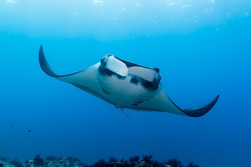 A giant manta ray (Mobula birostris)