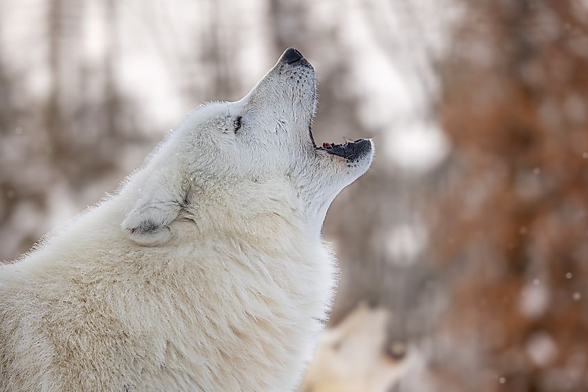Arctic wolf (Canis lupus arctos) close-up view.