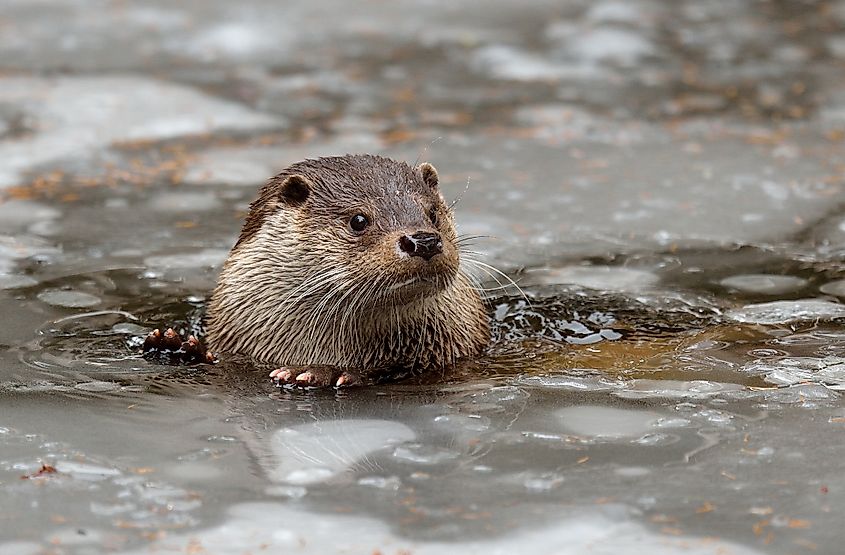 A Eurasian otter in cold water.
