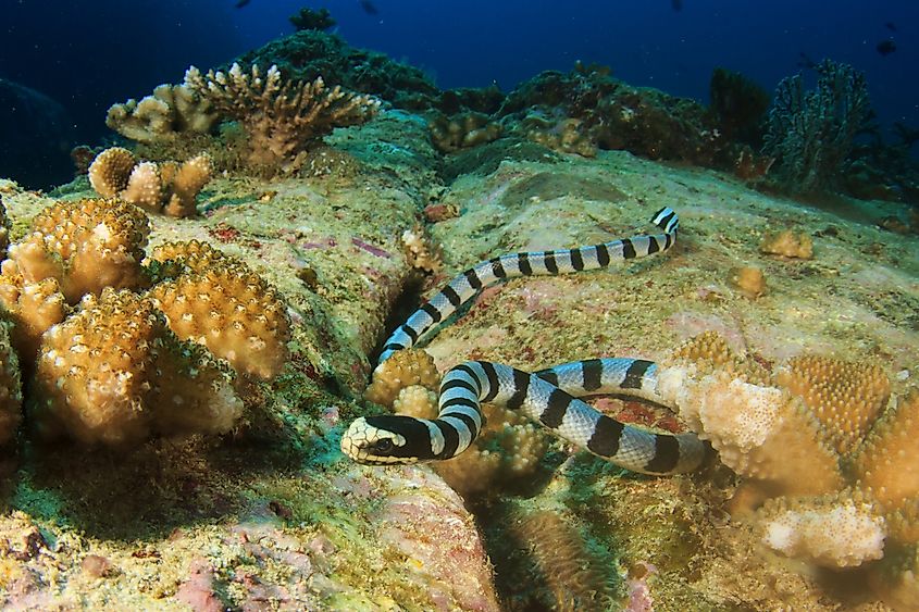 A banded sea krait (Laticauda colubrina)