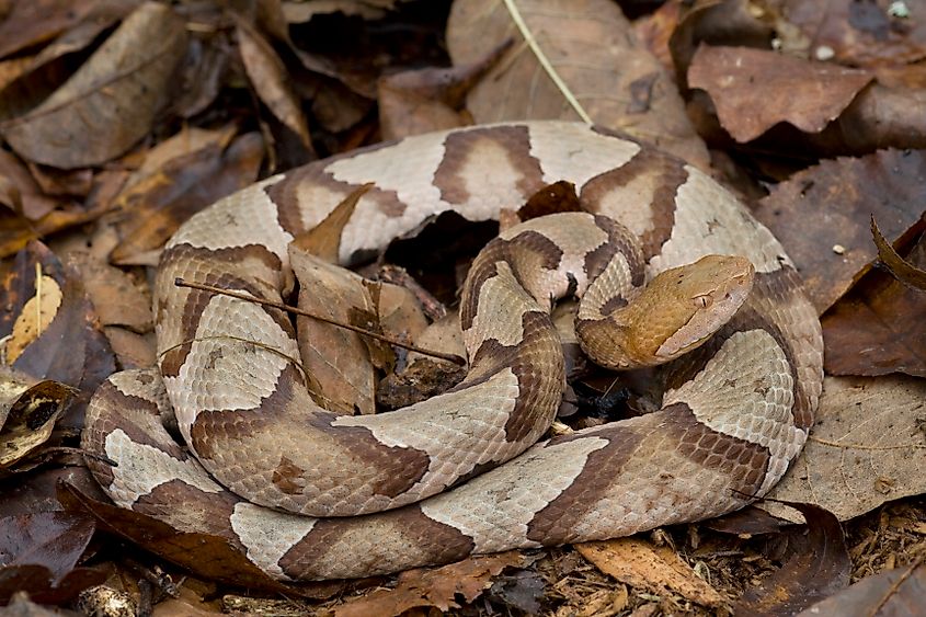 An eastern copperhead (Agkistrodon contortrix)