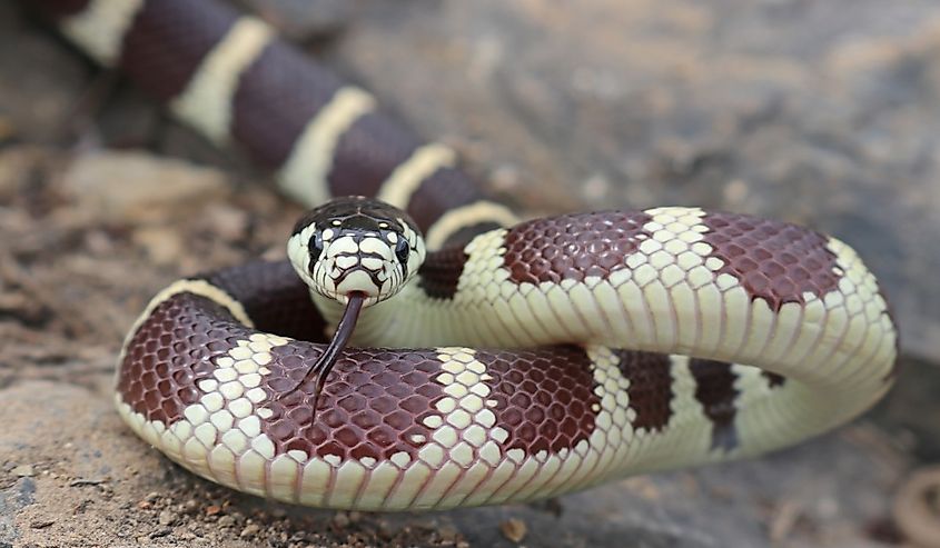 A California kingsnake with brown and cream bands coiled on bare ground, tongue extended.