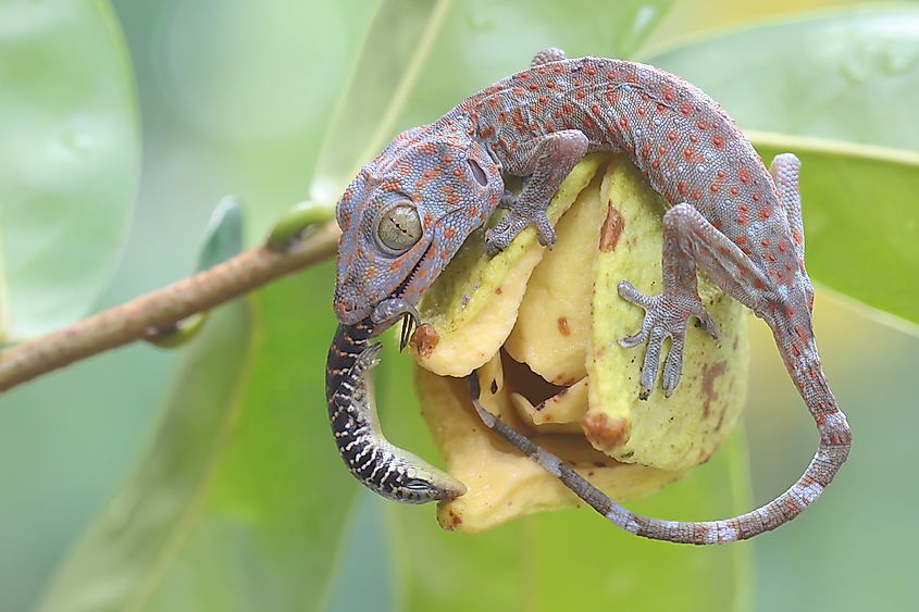 A young tokay gecko is eating an olive tree skink on a soursop flower. (Credit: I Wayan Sumatika via Shutterstock)