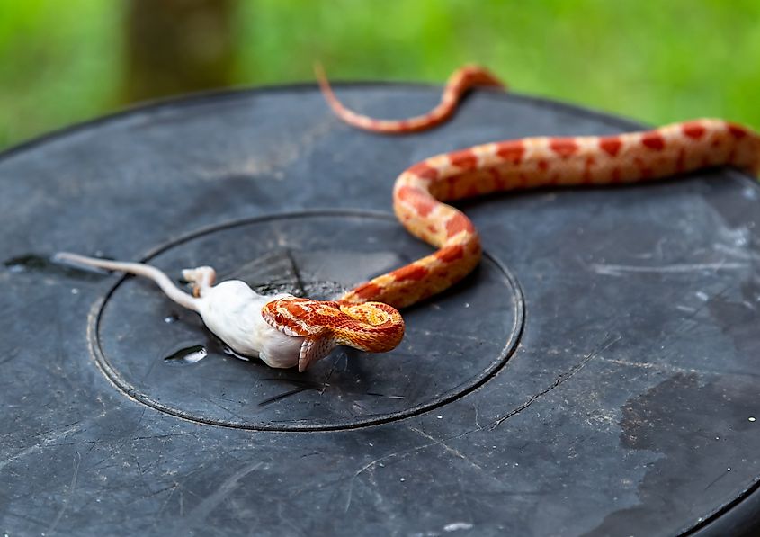 A corn snake eating a white mouse