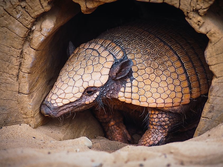 A Southern three-banded armadillo (Tolypeutes matacus)