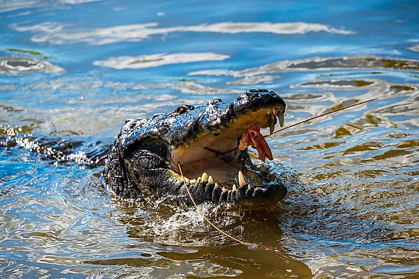An American crocodile (Crocodylus acutus)