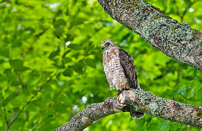 A sharp-shinned hawk (Accipiter striatus)