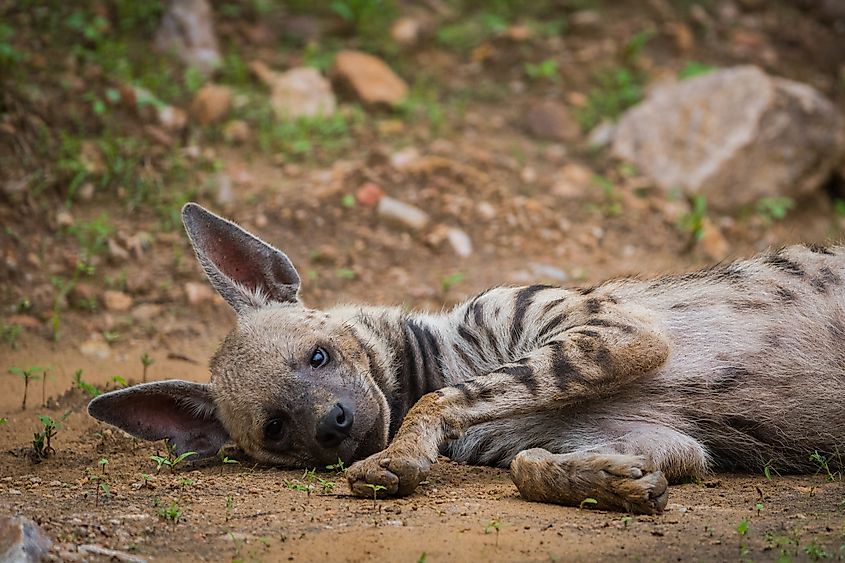 A striped hyena (Hyaena hyaena)