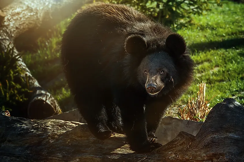 An Asian black bear (Ursus thibetanus)